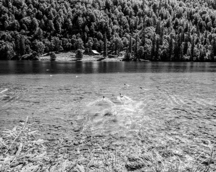 Bw Secret Lake Konigssee Of Studios Fine Art William