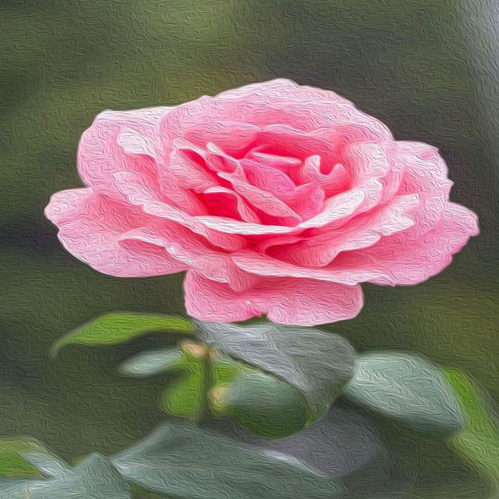 Pink Rose In Bloom The Greyling Parlor Paintings Prints Flowers