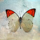 Grunge Butterfly