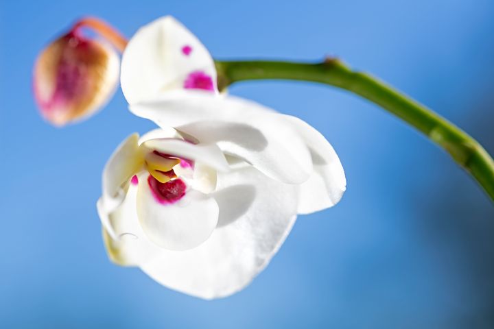 White and Pink Orchid bloom - de Beer Photography