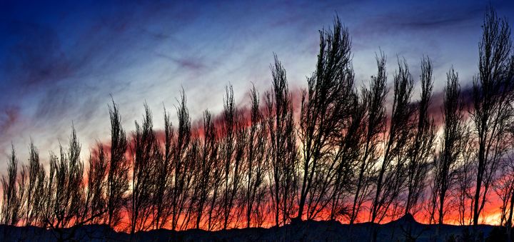 Painted sky, swaying trees - de Beer Photography
