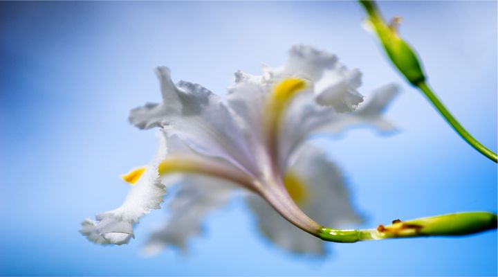 White Lily splendor - de Beer Photography