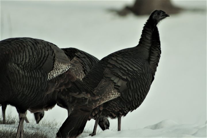 Winter Turkeys - Wild Expressions