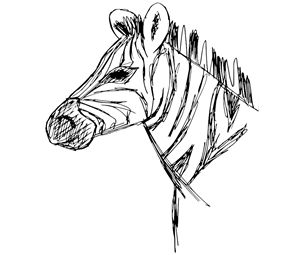 Zebra Sketch - CMEillustration - Drawings & Illustration, Animals, Birds, &  Fish, Zebras - ArtPal