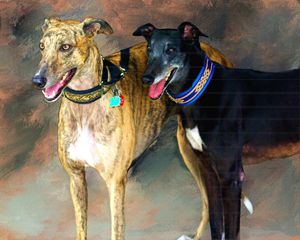 Rescued GreyHounds