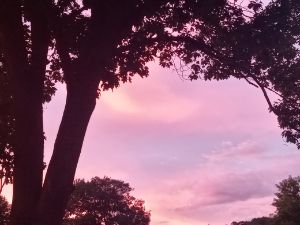 Pink night sky
