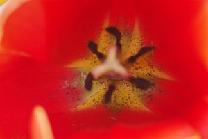 Tulips 11