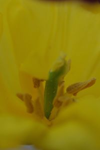 Tulips 13