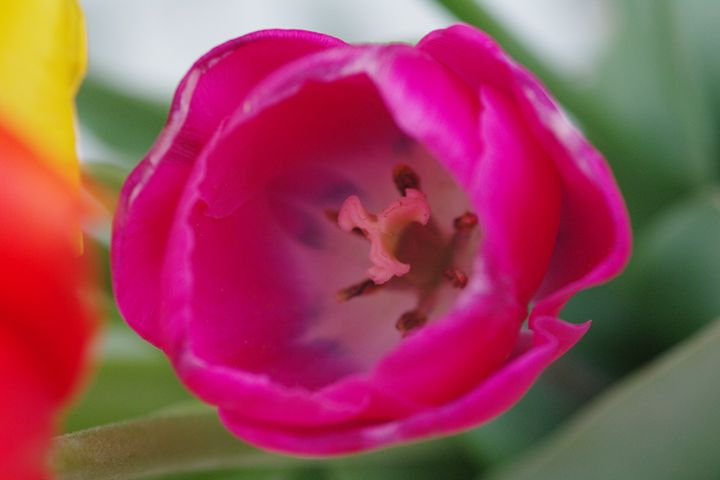 Tulips 2 - H2C2