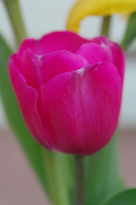 Tulips 3 - H2C2