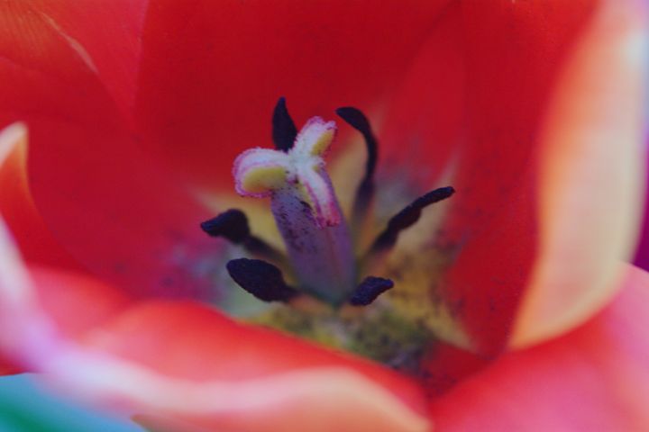 Tulips 4 - H2C2