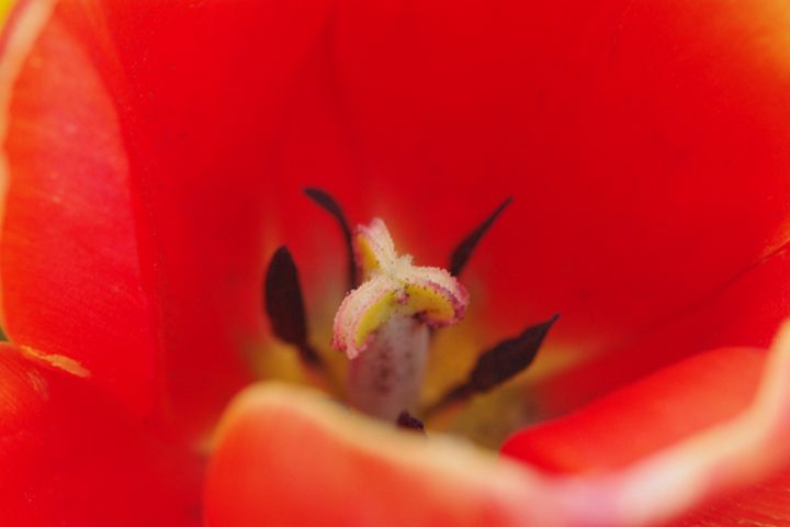 Tulips 8 - H2C2