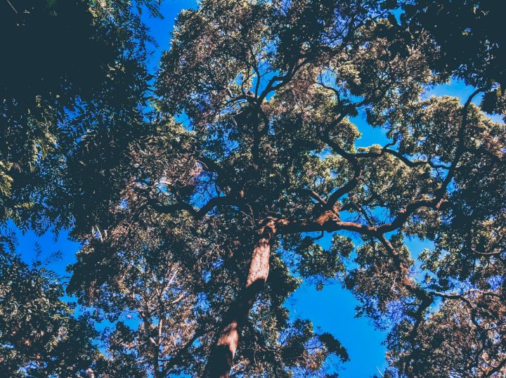 A tree seen from below - 15 - Jose Sandoval