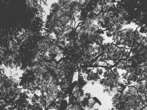 A tree seen from below - 15 v. 2