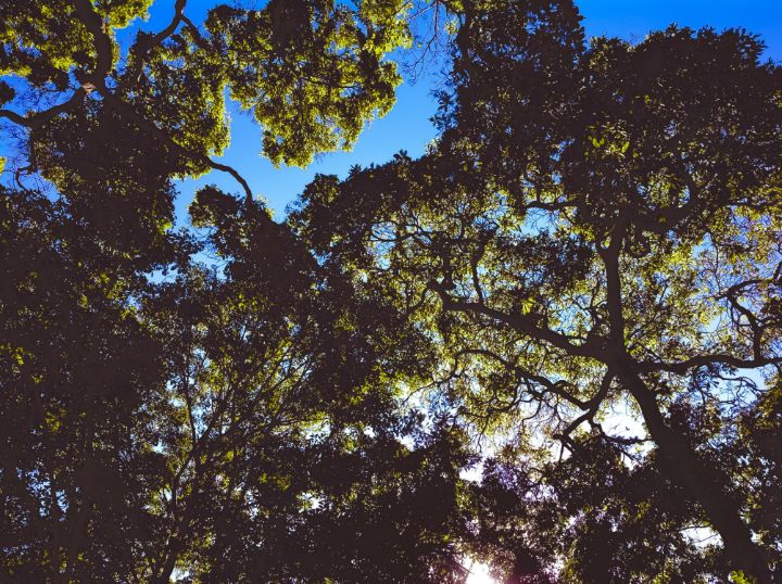 A tree seen from below - 16 - Jose Sandoval