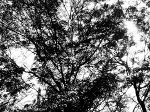 A tree seen from below - 17 v. 2