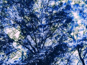 A tree seen from below - 17 v. 5