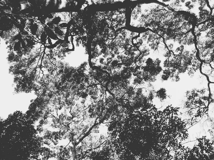 A tree seen from below - 18 v. 2 - Jose Sandoval