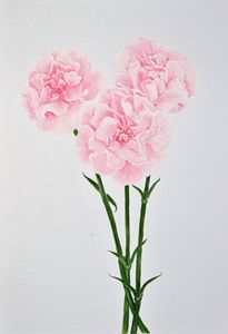 Carnations of Love
