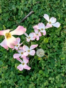 Pink Dogwood and clovers