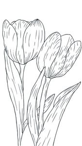Tulip sketch illistration for print