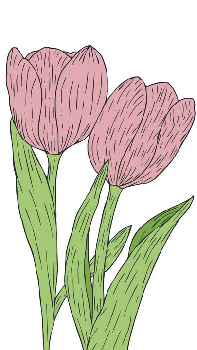 tulip illustration