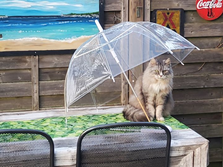 Maine Coon Cat Umbrella Maine Coon Cat Umbrella