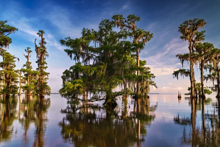 Bayou Majesty - Rick Berk Photography - Photography, Landscapes ...