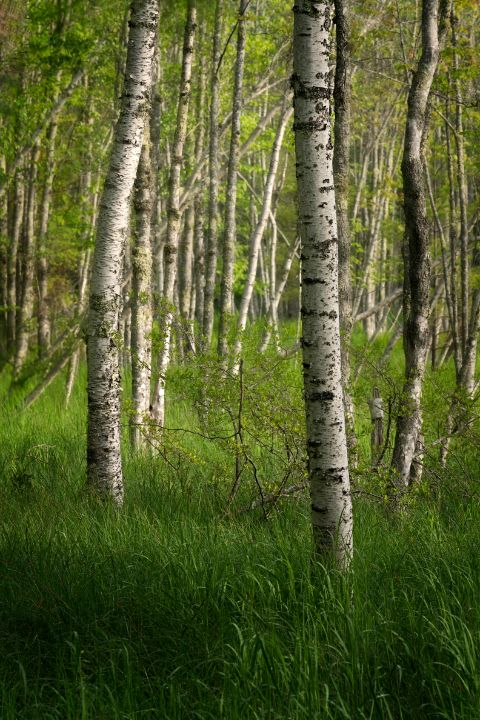 Morning Among The Birches - Rick Berk Photography - Photography, Places ...