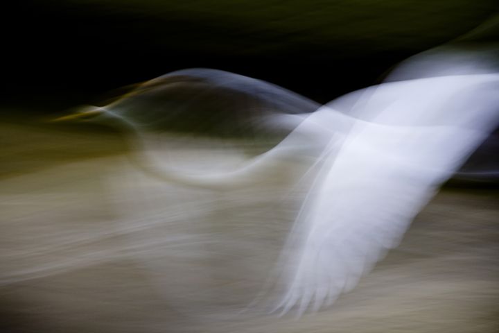 Flight of Fancy - Anne Rodkin Photography