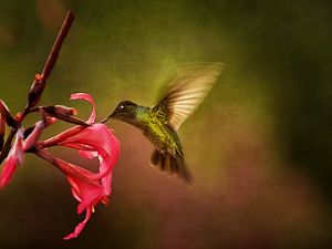 Wings In Motion 2