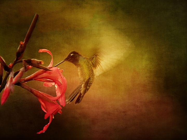 Wings In Motion 1 - Anne Rodkin Photography