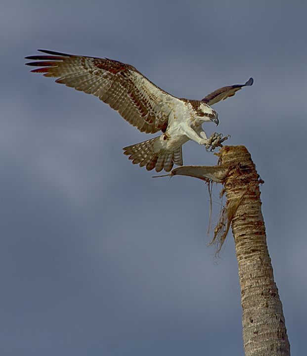 So Talonted - Anne Rodkin Photography