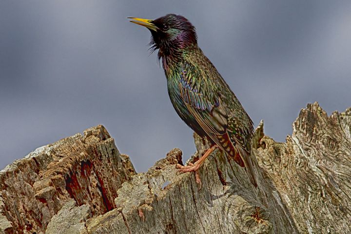 Starling In Breeding Plumage - Anne Rodkin Photography