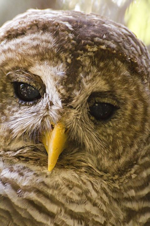 Barred Owl Portrait - Anne Rodkin Photography
