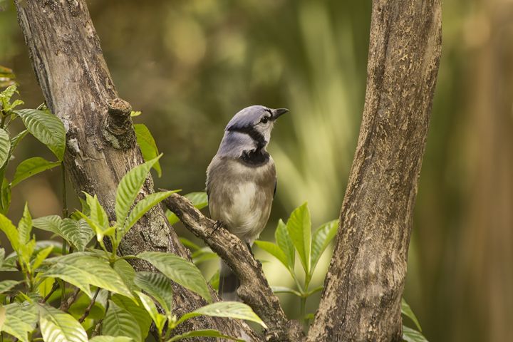 Bluejay in Fork of Tree - Anne Rodkin Photography