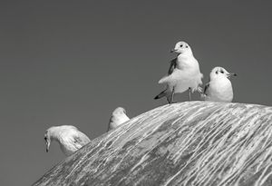 The meeting of the seagulls