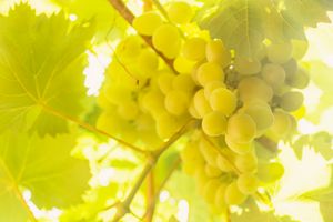 Brush white ripe grapes hanging in t