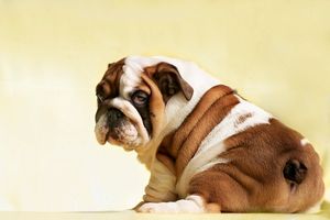 Cute puppy of English Bulldog looks