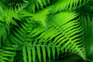 Beautyful young ferns leaves green