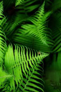 Beautyful young ferns leaves green f