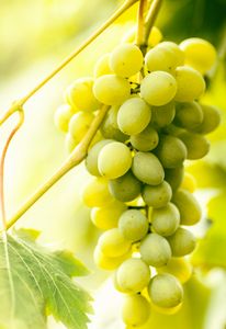 Brush white ripe grapes hanging