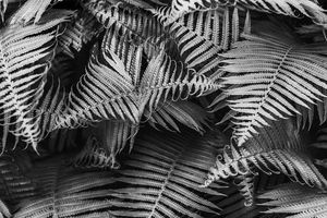 Beautyful young ferns leaves bw foli
