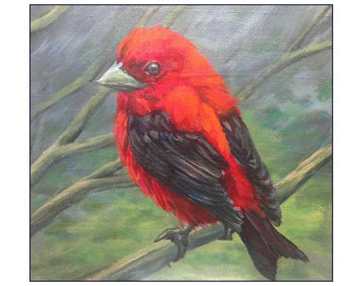 Scarlet Tanager - Keith Murray