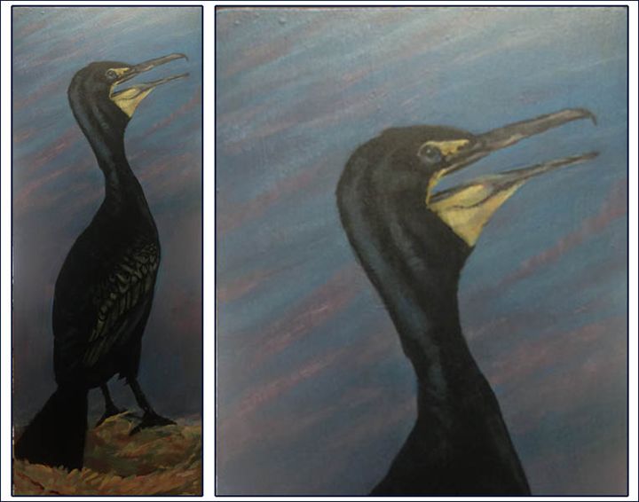 Double Breasted Cormorant - Keith Murray