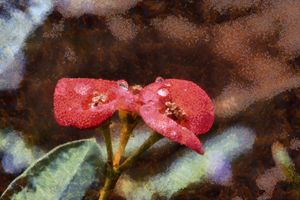 Red flowers with dew drops
