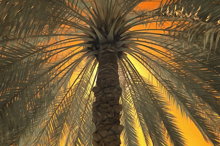 Infrared false colour of a date palm - Chandra