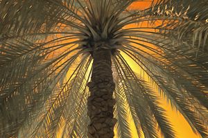 Infrared false colour of a date palm