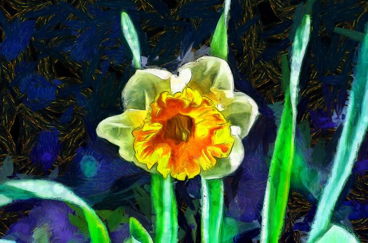 Daffodil - Chandra