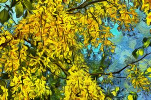 Golden chain tree with flowers